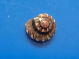 Umbonium Vestiarum Indonésie (Bali) GEM 8,1mm N3 - Conchiglie