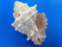 Vasum Capitellus Martinique Trouvé Vivant 45,4mm F+++ N14 - Conchiglie