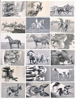 53 Photographies D' Animaux  Distribuée Par Le Chocolat CEMOI De Grenoble Images N° 1-3-8-9-10-11-12-15-16-17-21-24-26* - Chocolade