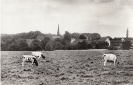 Delcampe - Beerlegem - Zicht Op Het Dorp - Zwalm