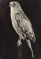 [-5%] MUSEES - Lyon - Dhistoire Naturelle - Aigle Jean-le-Blanc Dombes France Circaetus Gallicus - Carte Postale - Museen