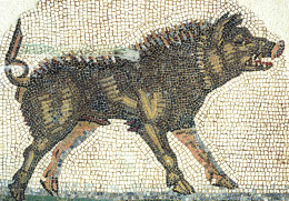 [-5%] MUSÉES - Gallo-Romain, Saint Romain-En-Gal, Vienne - Détail - Sanglier Vienne, Maison DOrphée - Carte Postal - Museen