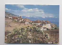 RIVAZ - Suisse - Vaud - Belle Vue Des Maisons Du Village - Rivaz