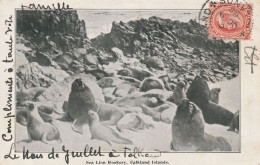 CPA-FALKLAND ISLANDS-Sea Lion Rookery-Gros Plan - Falkland Islands