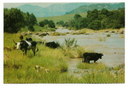 Postcard Swaziland Cattle By A Stream Landscape Mountains Unposted - Swaziland
