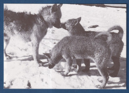 Delcampe - TAAF - Carte Postale - Chiens Et Chiots - Expéditions Polaires Françaises - TAAF : Franse Zuidpoolgewesten