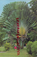 AMERIQUE LES ANTILLES DOMINIQUE- ARBRE DU VOYAGEUR - TRAVELER'S TREE - Dominica