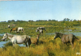 En CAMARGUE Avec Les GARDIANS - Roquefavour