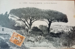 Delcampe - Corse  Environs De Bastia Les Pins De Montepiano - Bastia