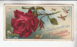 Stollwerck Album No 2 Rosen Damascener Rose  Gruppe 34 #4 Von 1898 Selten - Stollwerck