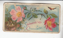 Stollwerck Album No 2 Rosen Heckenrose   Gruppe 34 #6 Von 1898 Selten - Stollwerck
