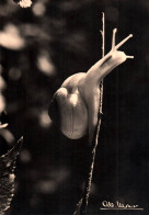 Delcampe - B 1667 Albert MONIER Photographe "  Stalagmites (1957 )  ( 2 Scans) Escargot - Monier