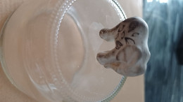 Delcampe - Elephant - Tiere