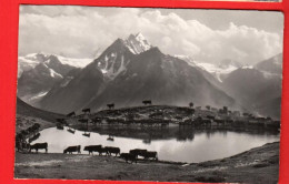 FPH-38 La Sage Commune D'Evolène, Paysage Chemin Du Col Torrent. Troupeau De Vaches D'Hérens. Circulé Klopfenstein 9594 - Evolène