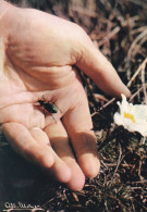 Photographe  Albert MONIER --Le Carabe Dans L'inconnu D'un Autre Univers  ( Insecte , Fleur, Main ) - Monier