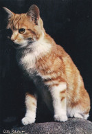 Photographe  Albert MONIER --Le Chat Notre Compagnon - Monier