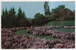 AK 233702 CANADA - Ontario - Hamilton - Royal Botanical Gardens - Michaelmas Dasies In Bloom - Hamilton