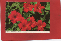 ETATS-UNIS--- HAWAII--Hibiscus--State Flower Of Hawaii---voir 2 Scans - Hawaï