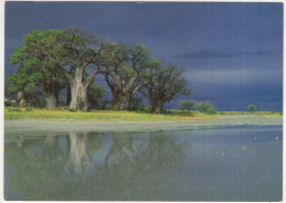 Baines' Baobabs Near Nxai Pan - (1990) - Botswana Postcard Series 84 - Botswana