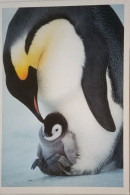 Falkland Islands Emperor Penguins - Falkland Islands