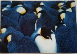 Emperor Penguins Huddling - Falkland Islands