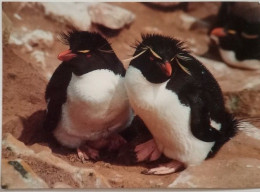 Rock Hopper Penguins - Falkland Islands