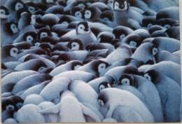 Emperor Penguin Chicks - Falkland Islands