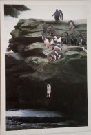 Rockhopper Penguin Leaping - Falkland Islands