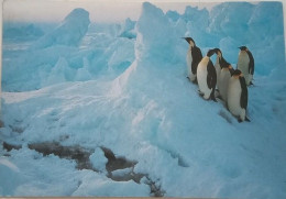 Emperor Penguins At Ice Crack - Falkland Islands