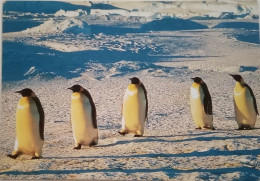 Emperor Penguins Walking - Falkland Islands