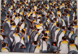 King Penguin Colony - Falkland Islands