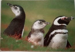 Magellanic Penguin With Young - Falkland Islands
