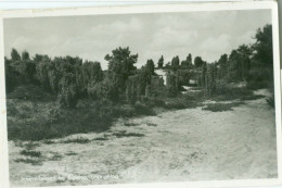 Kipeloo (Dwingeloo); Jeneverbessen - Gelopen. (De Noordster - Dwingeloo) - Dwingeloo