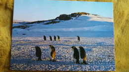 CPM TAAF TERRES AUSTRALES ET ANTARCTIQUES DE FRANCAISES TERRE ADELIE POLE SUD MANCHOTS EMPEREURS ALLANT A LA ROCKERY - TAAF : Franse Zuidpoolgewesten