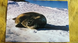 CPM TAAF TERRES AUSTRALES ET ANTARCTIQUES DE FRANCAISES TERRE ADELIE POLE SUD PHOQUE DE VEDELL ED INDUPHOT 1432 - TAAF : Franse Zuidpoolgewesten