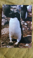 CPM TAAF TERRES AUSTRALES ET ANTARCTIQUES DE FRANCAISES TERRE ADELIE POLE SUD MANCHOT ADELIE ED INDUPHOT 1436 - TAAF : Franse Zuidpoolgewesten