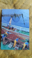 CPM TAAF TERRES AUSTRALES ET ANTARCTIQUES DE FRANCAISES TRAITEMENT DE LA LANGOUSTE SUR LE PONT DE L AUSTRAL NAVIRE PECHE - TAAF : Franse Zuidpoolgewesten
