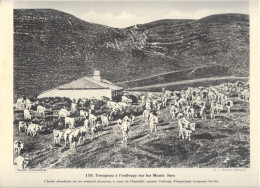 Delcampe - L'Enseignement Vivant - France Economique - N° 110 Troupeau à L'estivage Sur Les Monts Jura - Cl. L. Michaux - Sammlungen