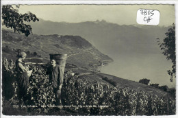 VD- LAVAUX- PRES DE CULLY- LES VENDANGES DANS LES VIGNOBLES DE LAVAUX- LE LAC LEMAN - Cully