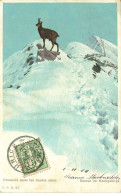 SUISSE  Chamois Dans Les Hautes Alpes - Cham