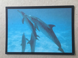 Dolphin Delphin Dauphin * Verlag Greenpeace Hamburg - Delphine
