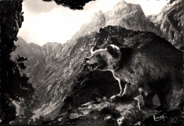 Delcampe - LES PYRENEES L'OURS BRUN DES PYRENEES - Midi-Pyrénées