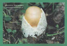 Amanite Safranée ( Champignons, Funghi, Mushrooms, Pilze, Hongos, Grzyby ) - Pilze