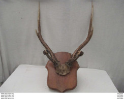 Corne De Cerf - Massacre - 84 Cm Sur 53 Cm Poids 2 Kg 100  - Manufrance - Armas De Colección