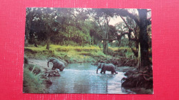 Elephants.Luangwa Valley.Sent To Ljubljana - Sambia