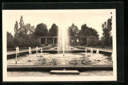 AK Forst / Lausitz, Wehrinsel-Wasserspiele, Rosengarten  - Forst