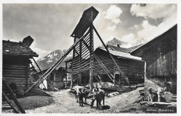 SEDRUN ► Bauern Mit Seinem Vieh Unter Den Kornhisten Ca.1935 - Tujetsch