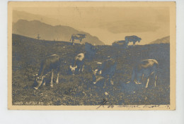 SUISSE - GRISONS - "Auf Der Alp " - Carte Postée à POSCHIAVO En 1913 - Poschiavo