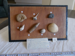 FOSSILES SUR PLANCHETTE EN BOIS.ETIQUETTE AVEC DESCRIPTIF.TROUVES EN FRANCE. - Fossili