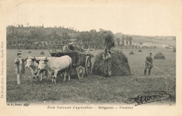 Grignon * école Nationale D'agriculture * Fenaison * Travail Aux Champs * Attelage De Boeufs - Grignon